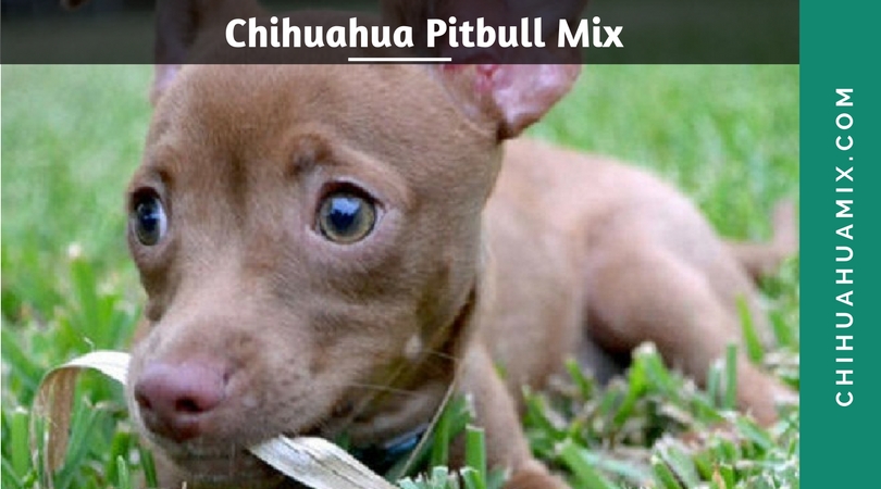 Chihuahua Pitbull Mix